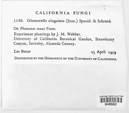 Colletotrichum gloeosporioides image
